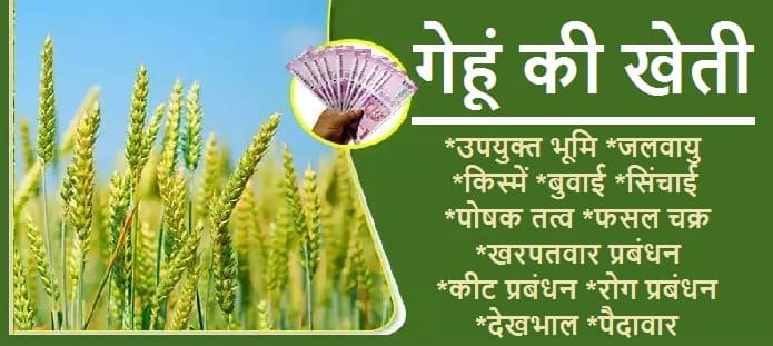 ग ह क ख त Wheat Farming ज न ए क स म द खभ ल और प द व र द न क ज ग रत